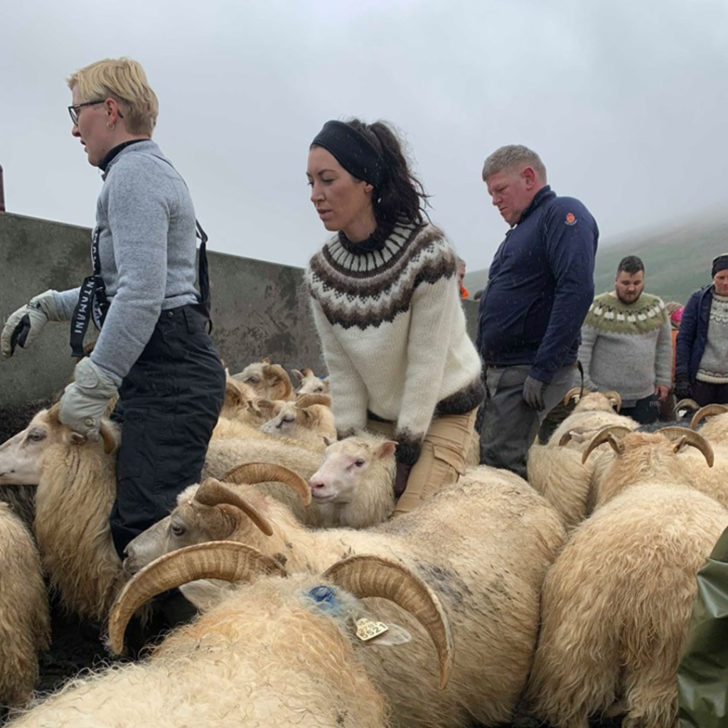 cait bagby wearing a traditional white icelandic sweater with a brown patterned yolk. She is helping to short sheep at the annual rettir.