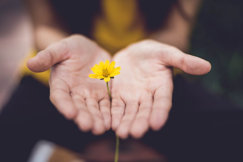 empathy for earth. A pair of hands out stretched holding a single yellow flower pressed between them