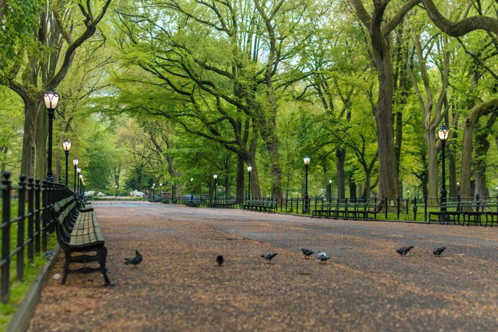 Benefits of Connecting with Nature World Threads Traveler. Photo of Central Park in New York City during the summer. Benches on the left side with multiple tall green trees and lamp posts flanking the right side